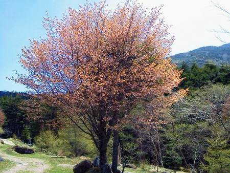 桜の開花（登山口）